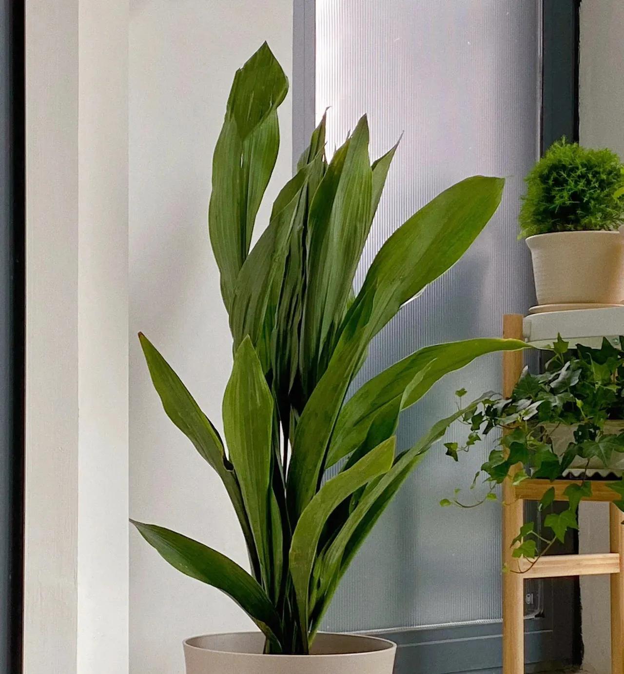 新家养什么花可以除甲醛,吸甲醛最快的4种花图片