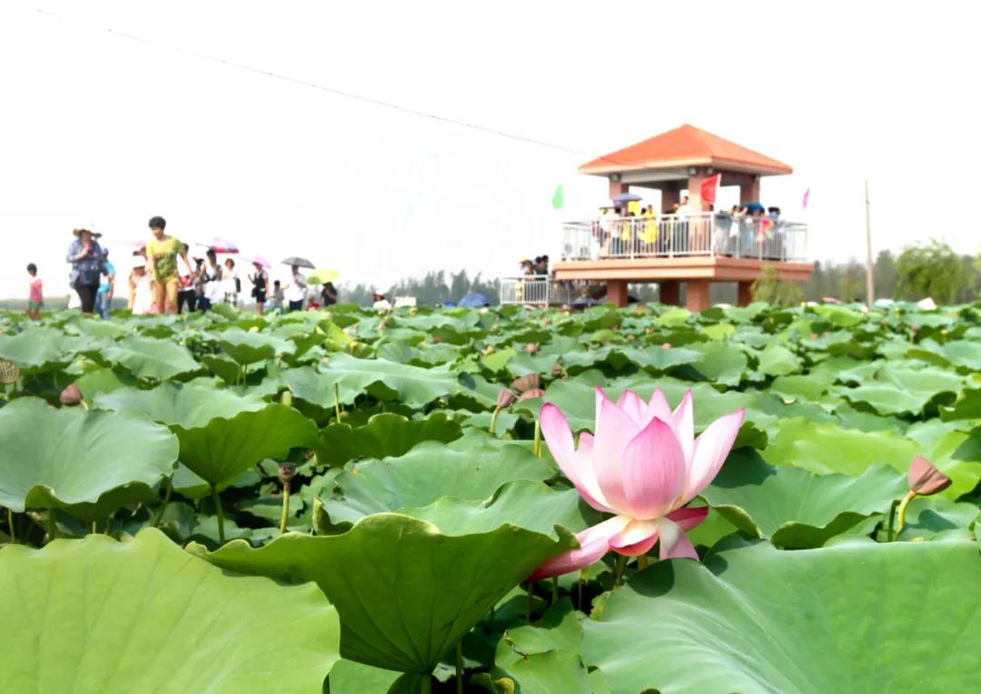 广东湛江乡村振兴实例,湛江麻章区乡村振兴助农
