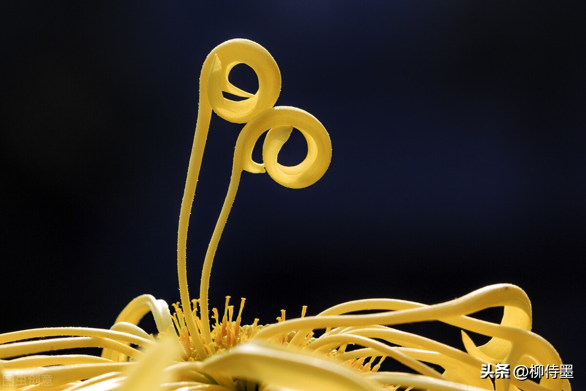 如何拍摄高清花朵照片教程,拍照技术技巧花朵