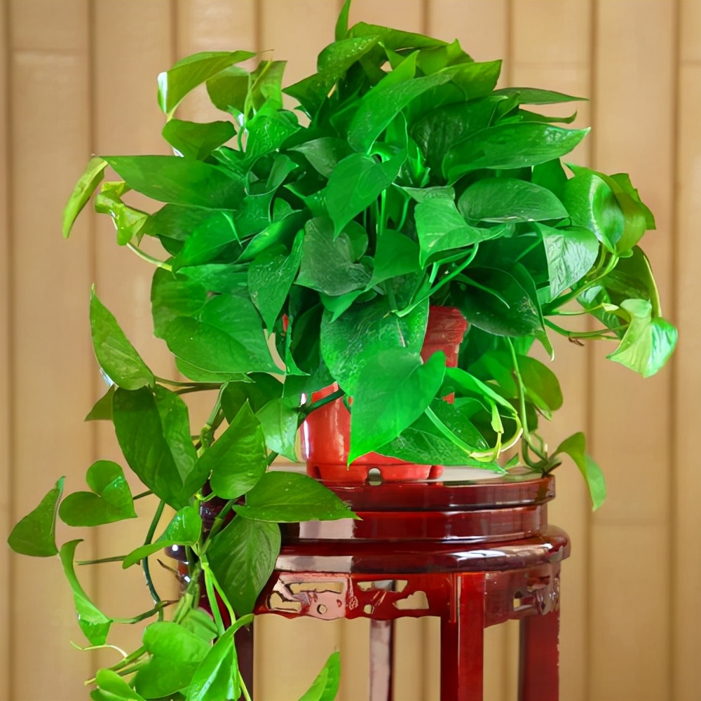 家里光照不足养的花,家里光照不足养什么植物