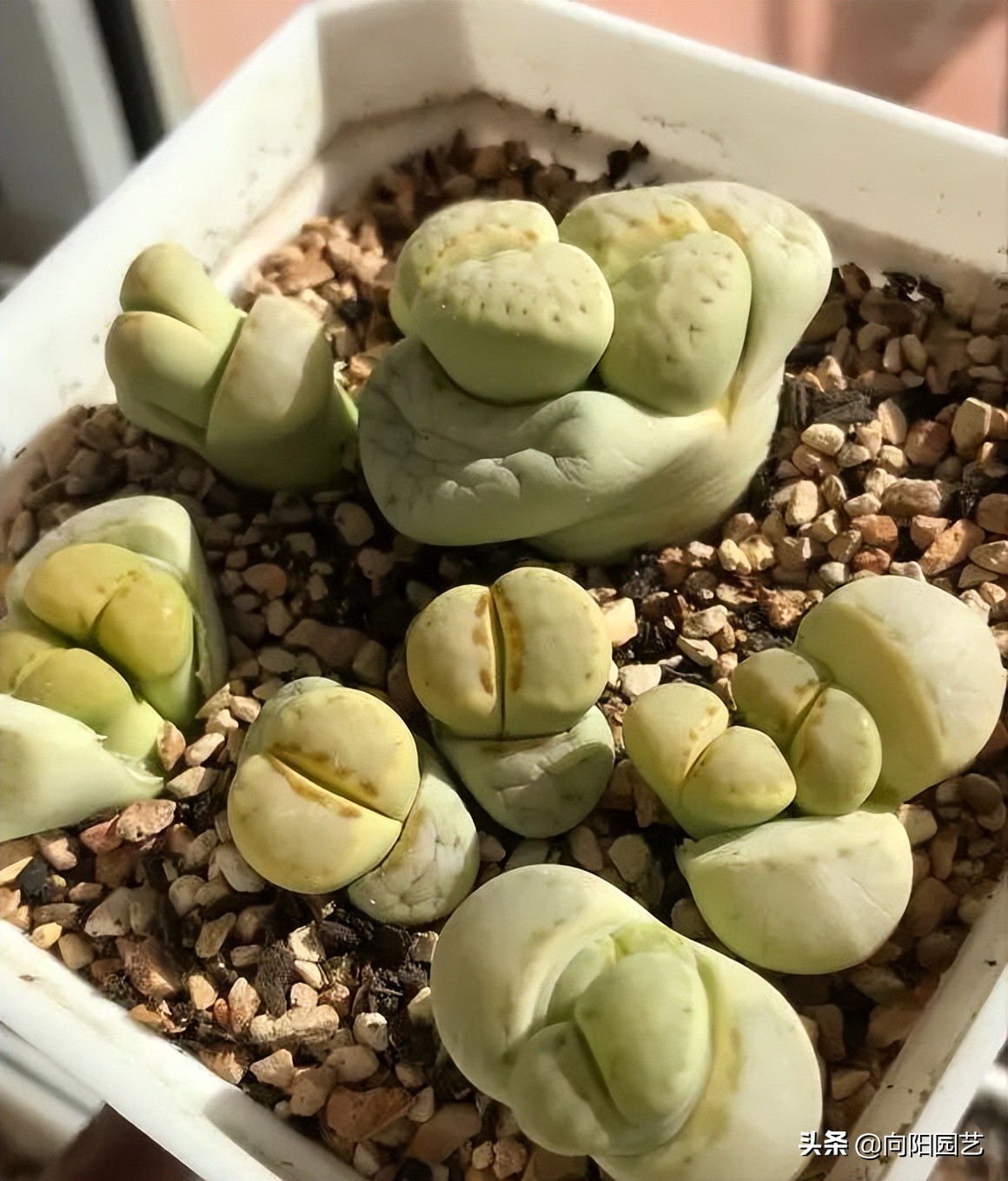 养生石花，不要人工扒皮，放在太阳下暴晒，利用光照自然退皮