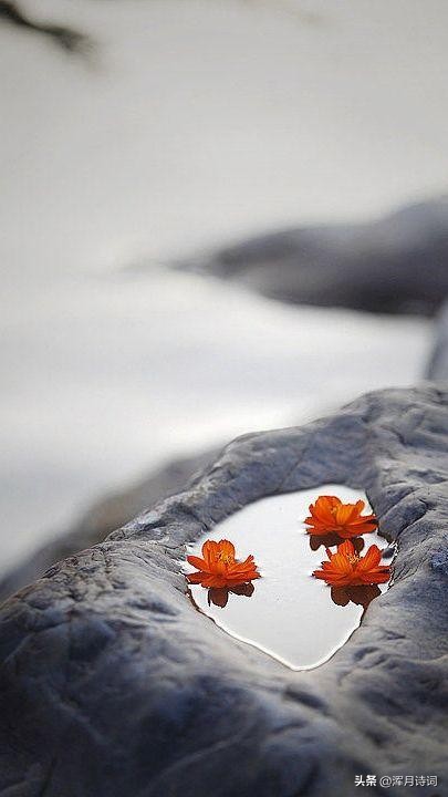 二十首关于风的诗句,二十句关于风的诗句