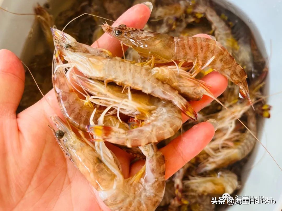现在基围虾为什么冬天这么便宜,大连基围虾和四川的不一样