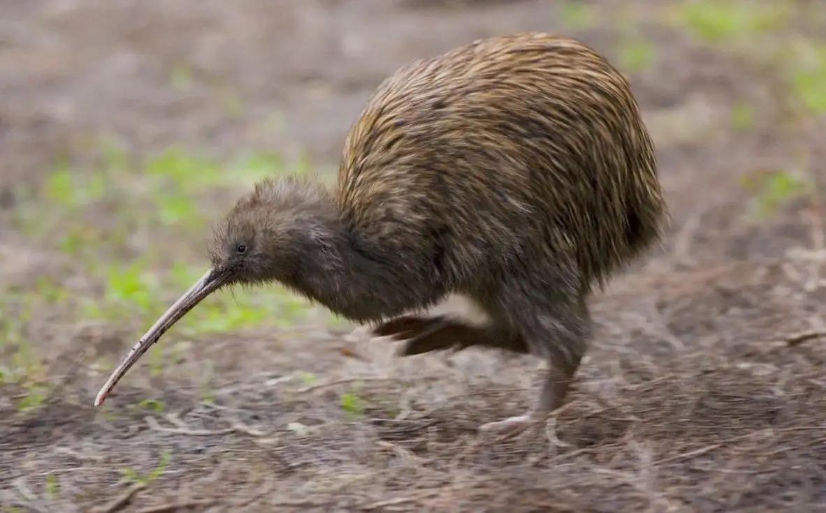 新西兰猕猴桃是中国引进的吗,新西兰猕猴桃发展
