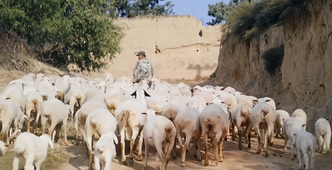 53岁阿姨拍了个网红村,12分钟彻底出圈,怎么就火了?