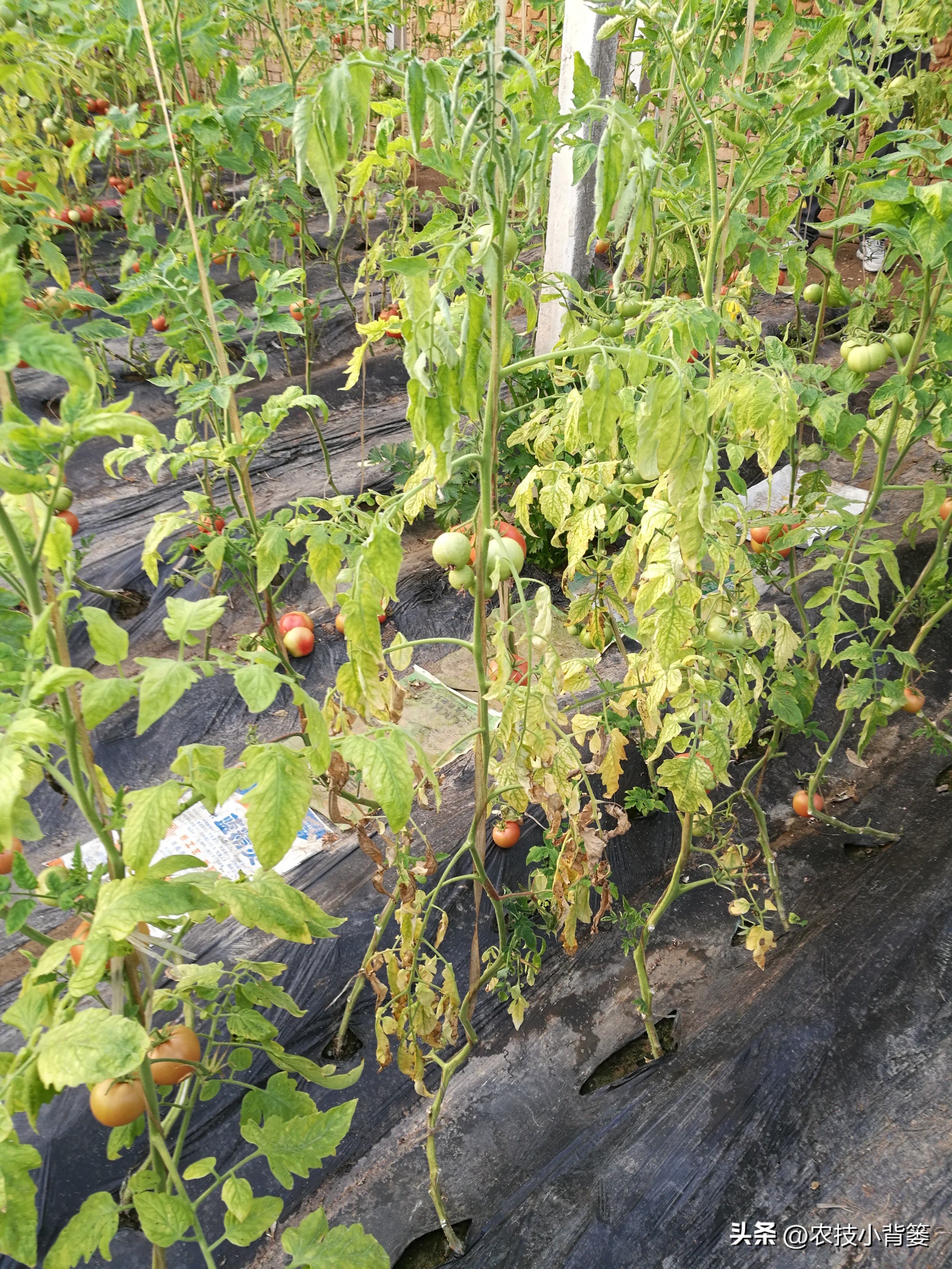 什么杀菌剂有控旺的功效,治死苗烂根最好的杀菌剂是