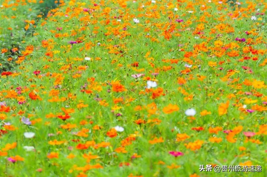 贵阳十里河滩湿地公园,贵阳八月花海