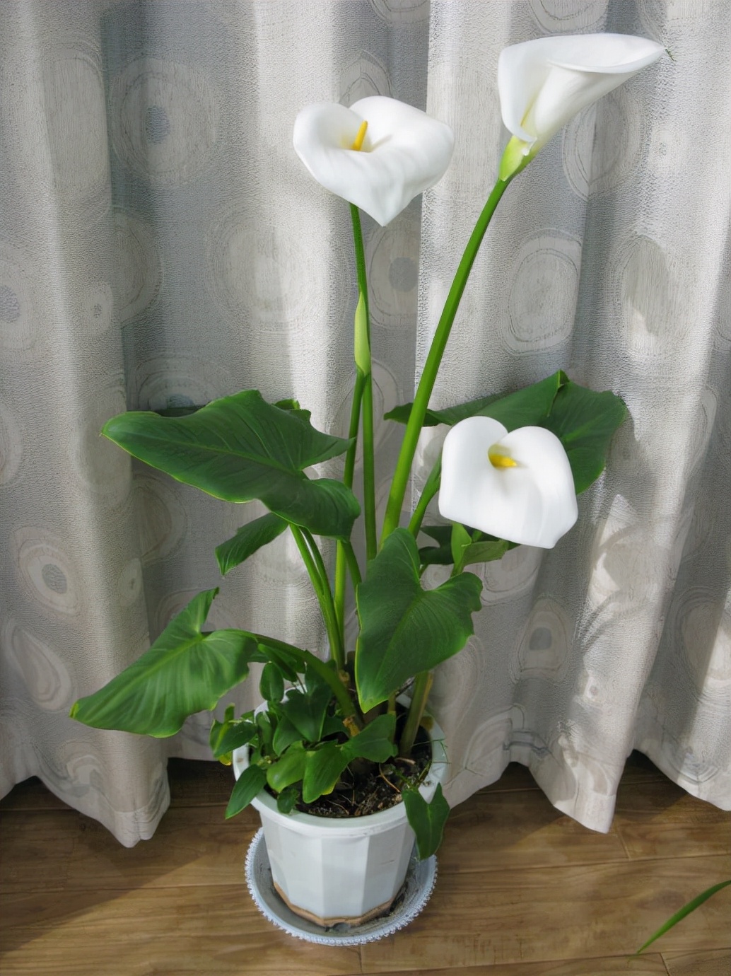 常见有毒花千万别碰,世上有毒的花和植物