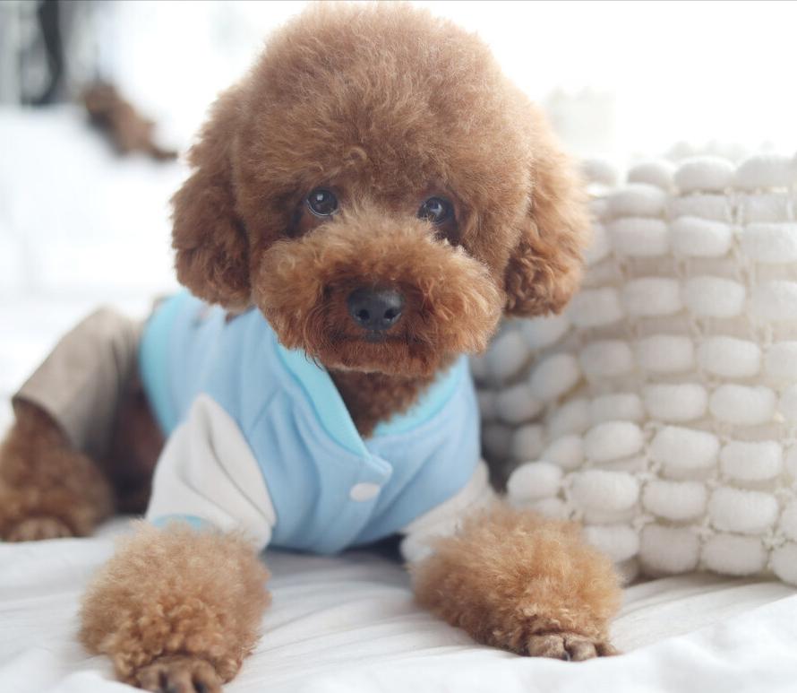 铲屎官有多宠宠物,铲屎官宠爱狗狗