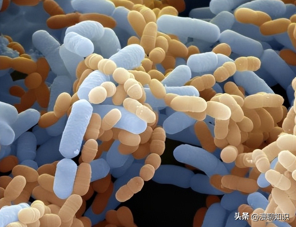 益生菌与致病菌的竞争结合位点有哪些？如何抑制它的生长？