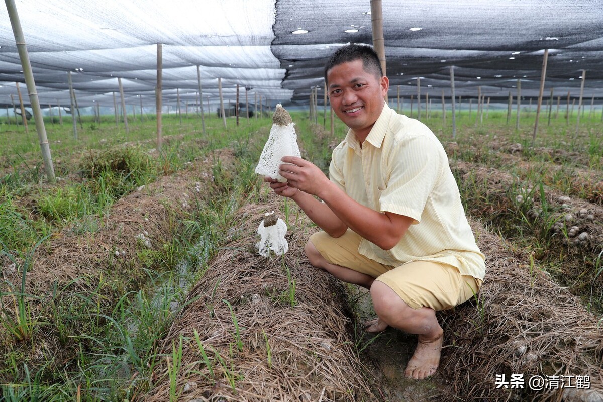 营养比鸡蛋好的竹姑娘怎么栽培产量高质量好？温度比施肥更重要