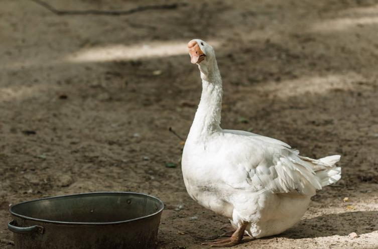 如何养鹅才能养的更好,新手养鹅需要注意什么养鹅秘诀