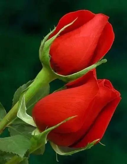 520浪漫玫瑰花壁纸,红玫瑰花壁纸大图