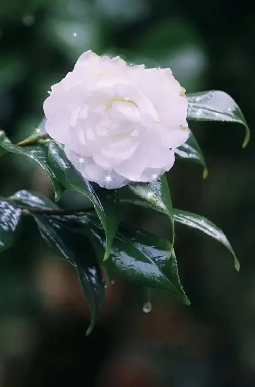 #草木有趣|雪里开花到春晚，不是寻常儿女花
