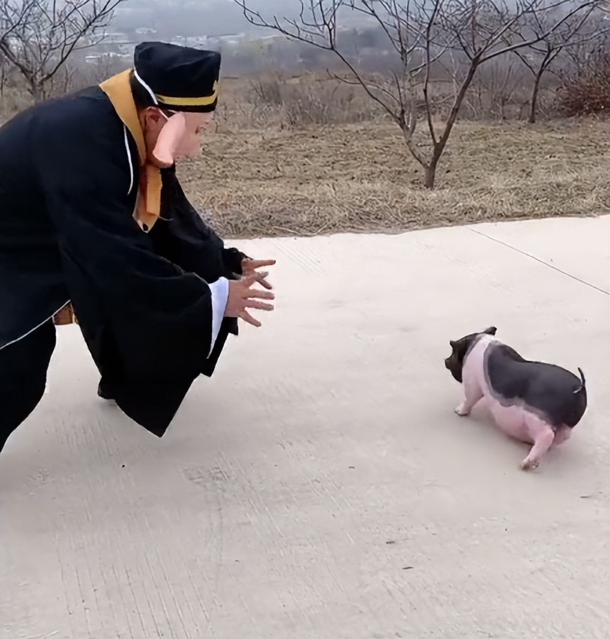 狗界巅峰中华田园犬,狗界巅峰的狗子