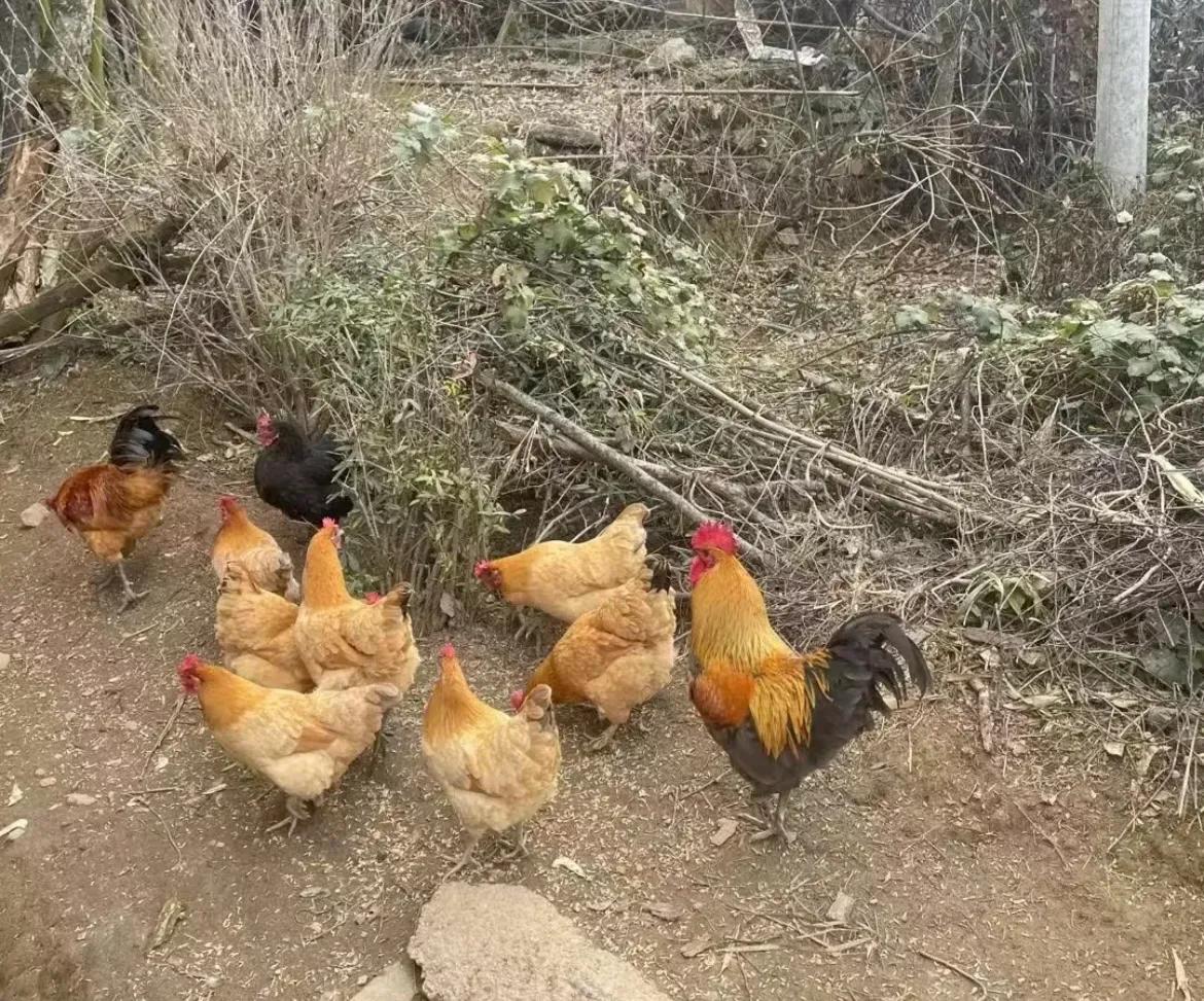 散养鸡的快乐生活,我的养鸡生活29天完整版