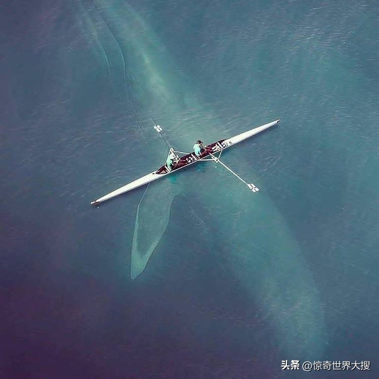 深海恐惧症最怕的100张图,深海恐惧症超长照片