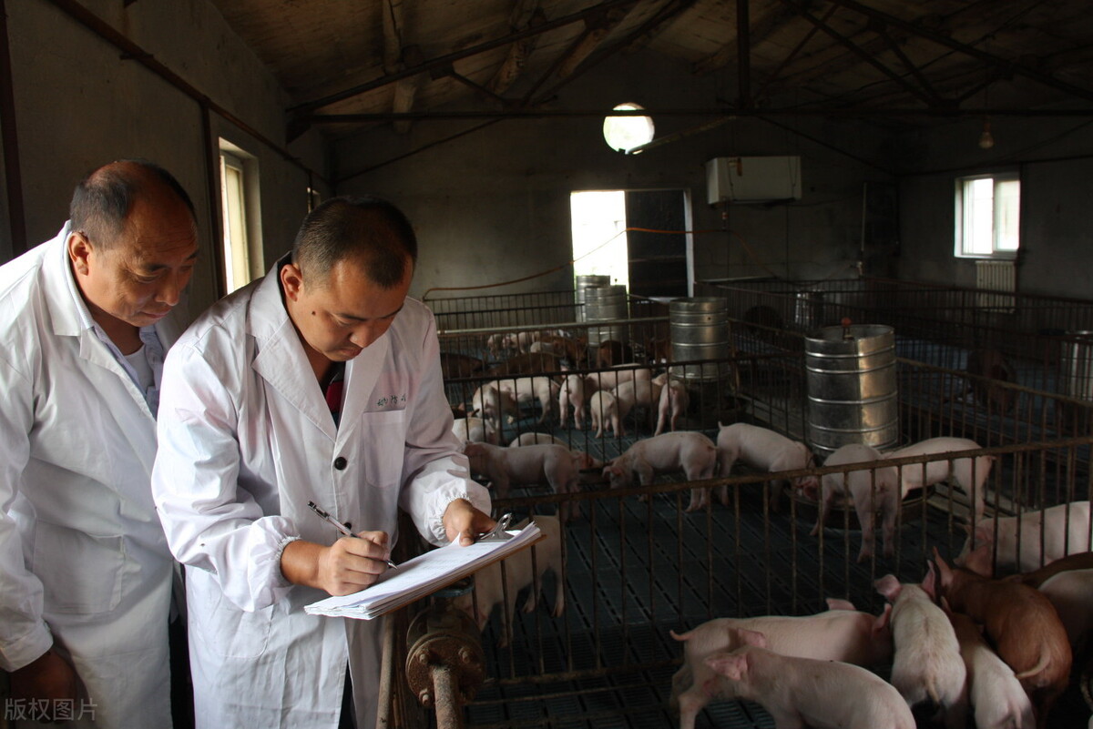 兽药阿莫西林使用说明书,兽药硫酸粘杆菌素用量