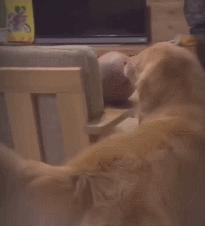 笑死！狗子1个蛋上被蚊子咬了8个包，成巨蛋小子了！