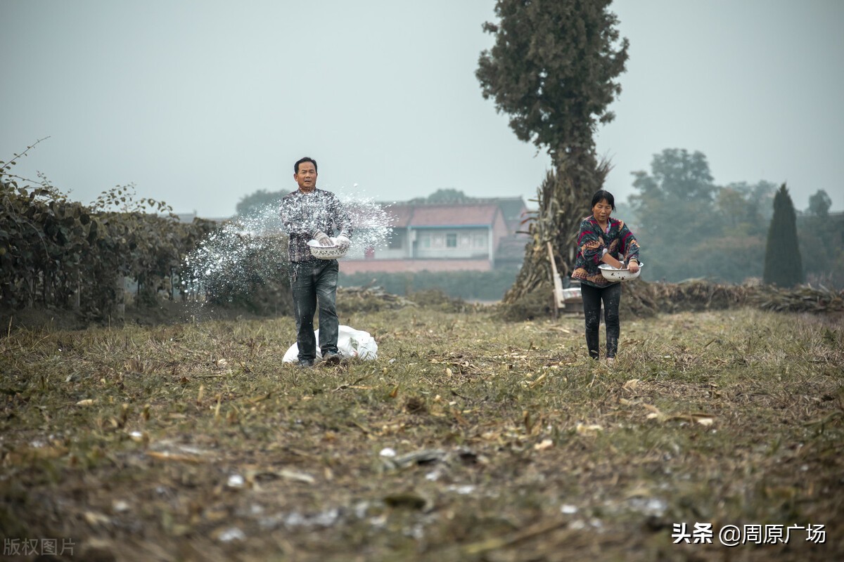 唐都浪子《饥荒年代关中往事》之：烧毛豆