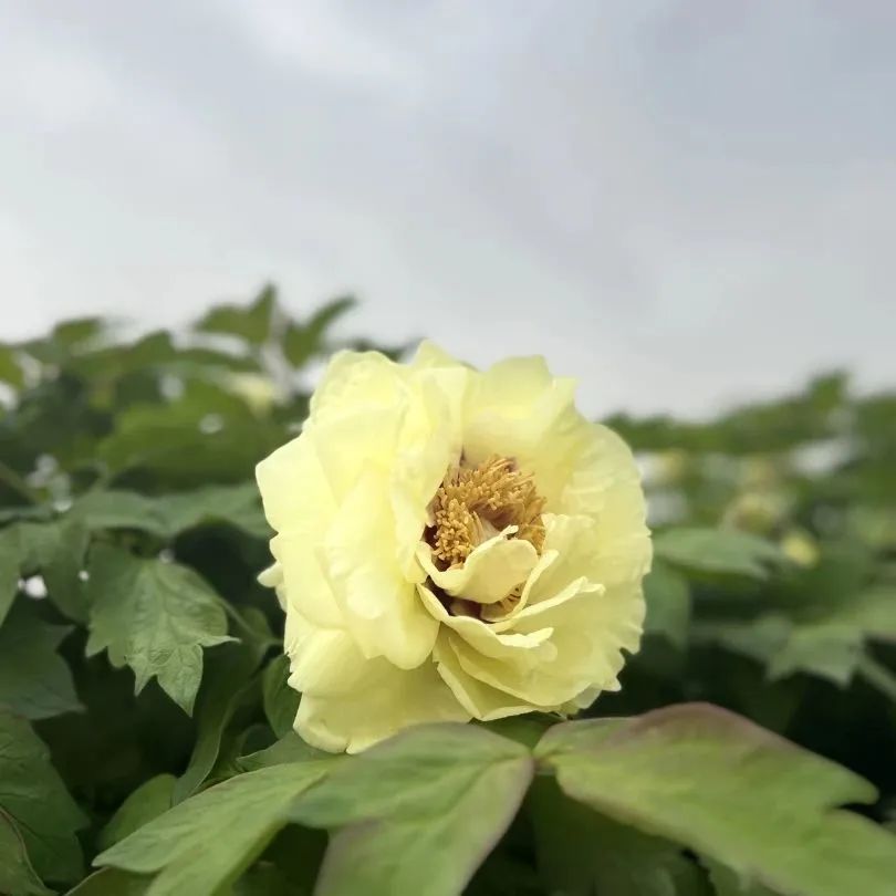 设计知旅第64期丨郑在洛地：设计师职业探索走进神都洛阳