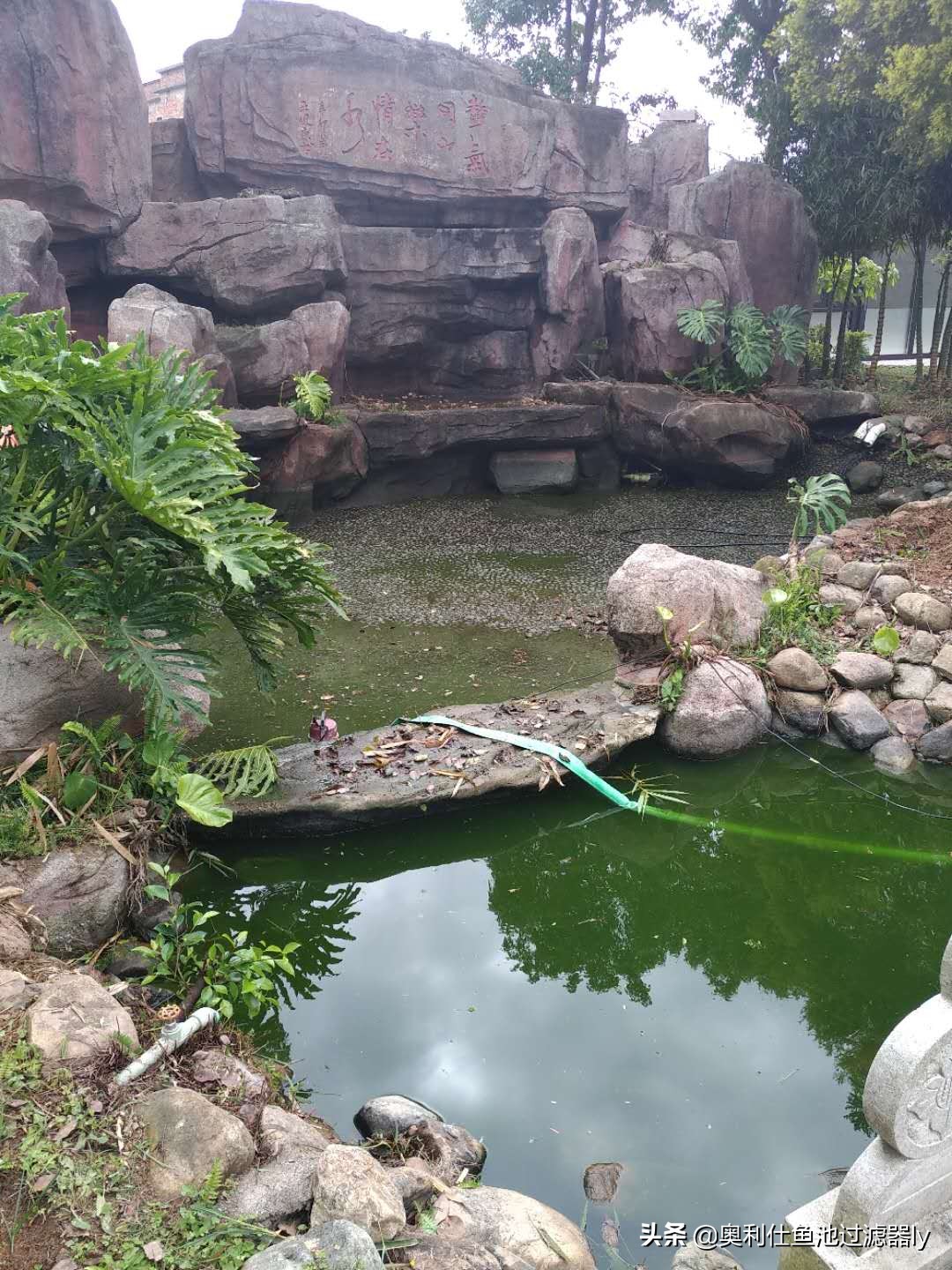 锦鲤鱼池多久换一次水,锦鲤水浑浊绿