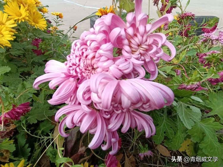 七绝夕阳吟,夕阳晚霞原创诗词七绝