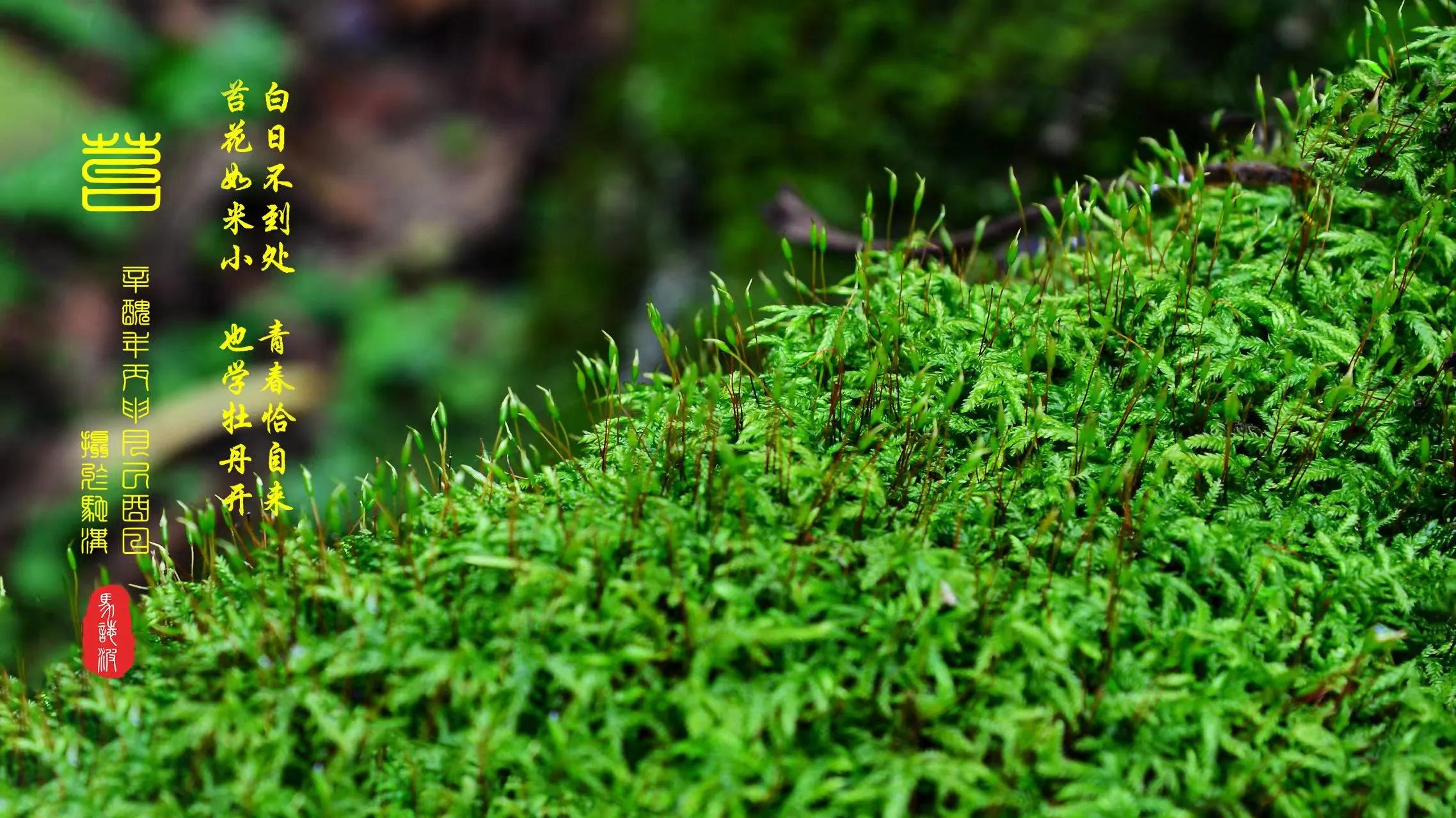 六年级上册语文第二单元知识梳理,语文六年级上册第二单元知识梳理