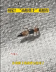 五种必须远离的巨型毒虫,医生提醒近期警惕这3种传染病