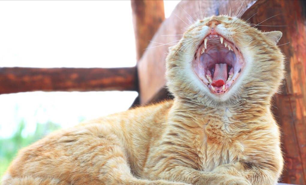 假如猫咪有聪明的大脑,猫咪有小猫的时候有什么特征