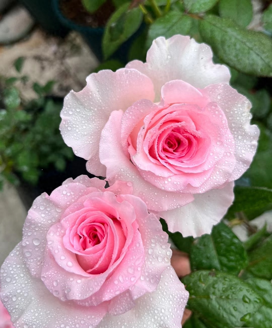 十大惊艳的月季花,有种月季叫什么藤