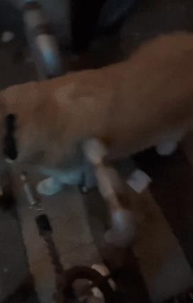 被狗踩了一脚,小狗被踩了一脚一瘸一拐