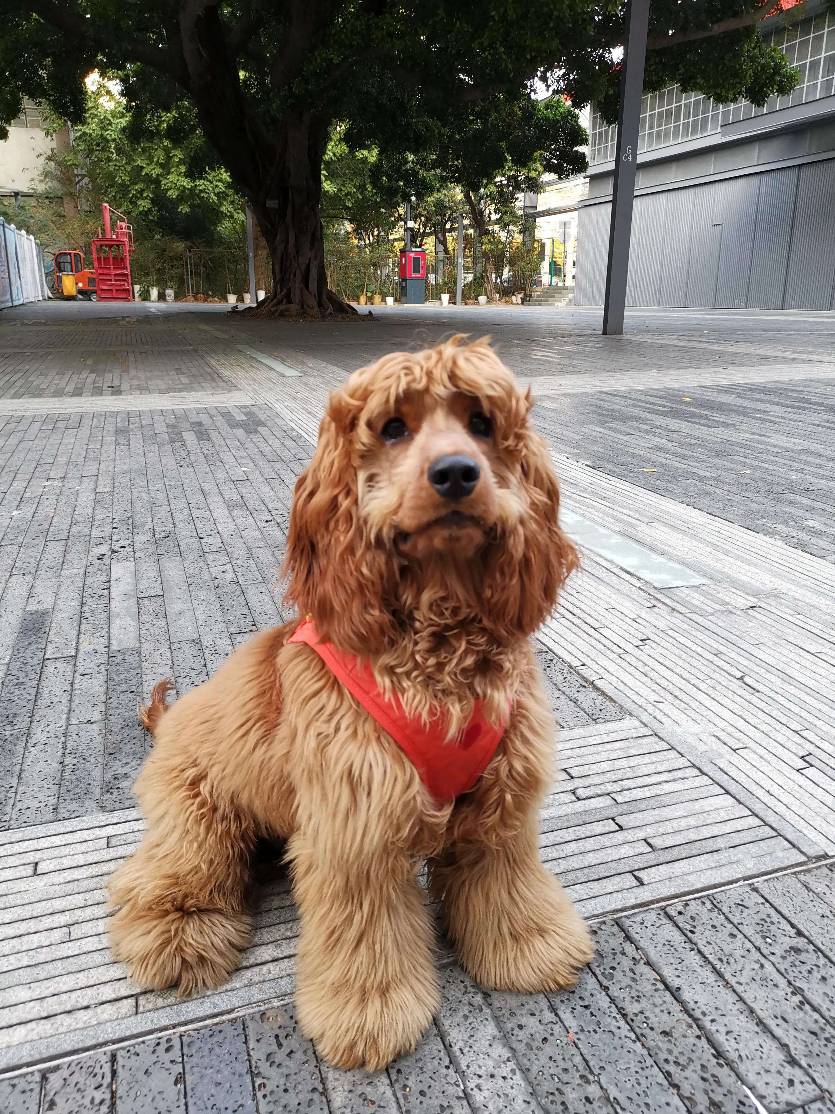 我不是金毛，是英国可卡犬—水煎包的自我介绍,包子麻麻的讲述