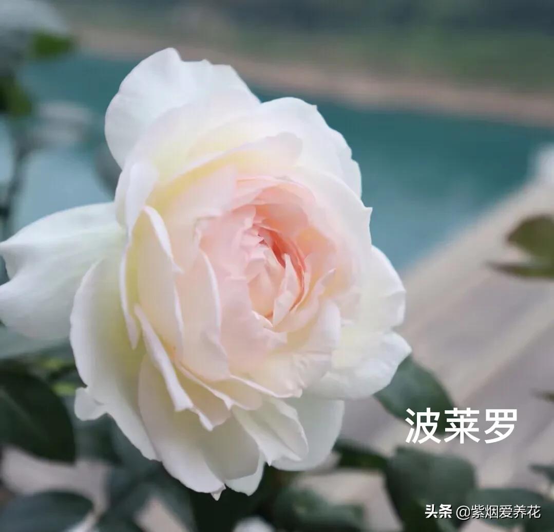 推荐一款漂亮的月季花,推荐好的月季品种