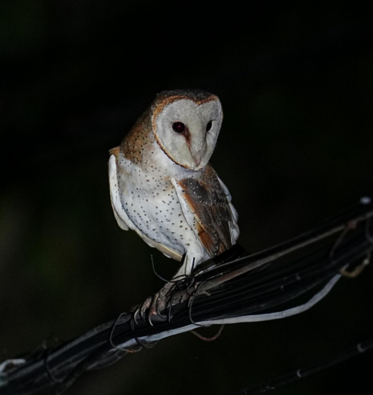海南观鸟随记5霸王岭儋州湾勺嘴鹬领角鸮仓鸮