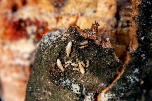 反腐败中打虎和拍蝇指的是什么,反腐热词的老虎是指什么