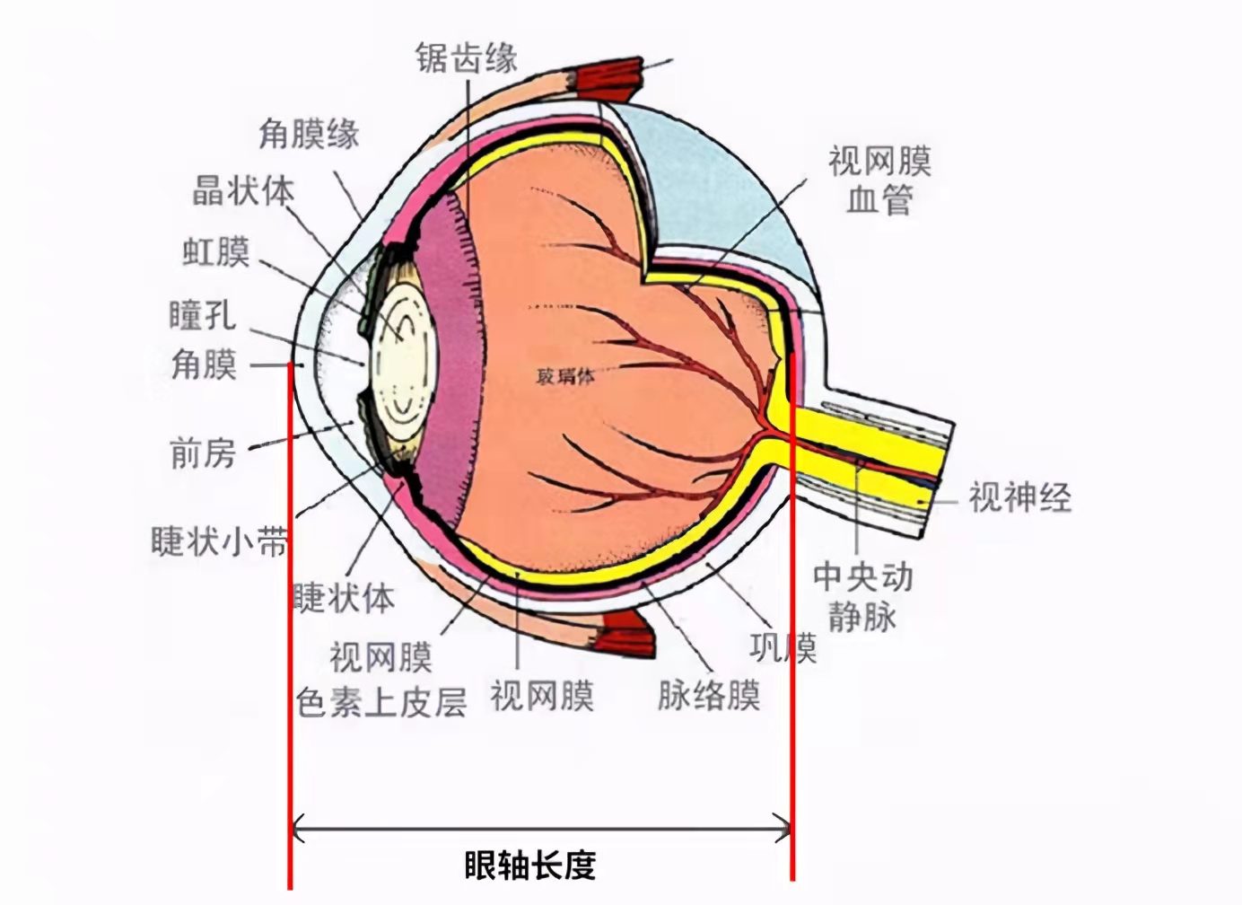 孩子近视了眼睛能恢复吗,孩子近视了矫正了可以恢复吗