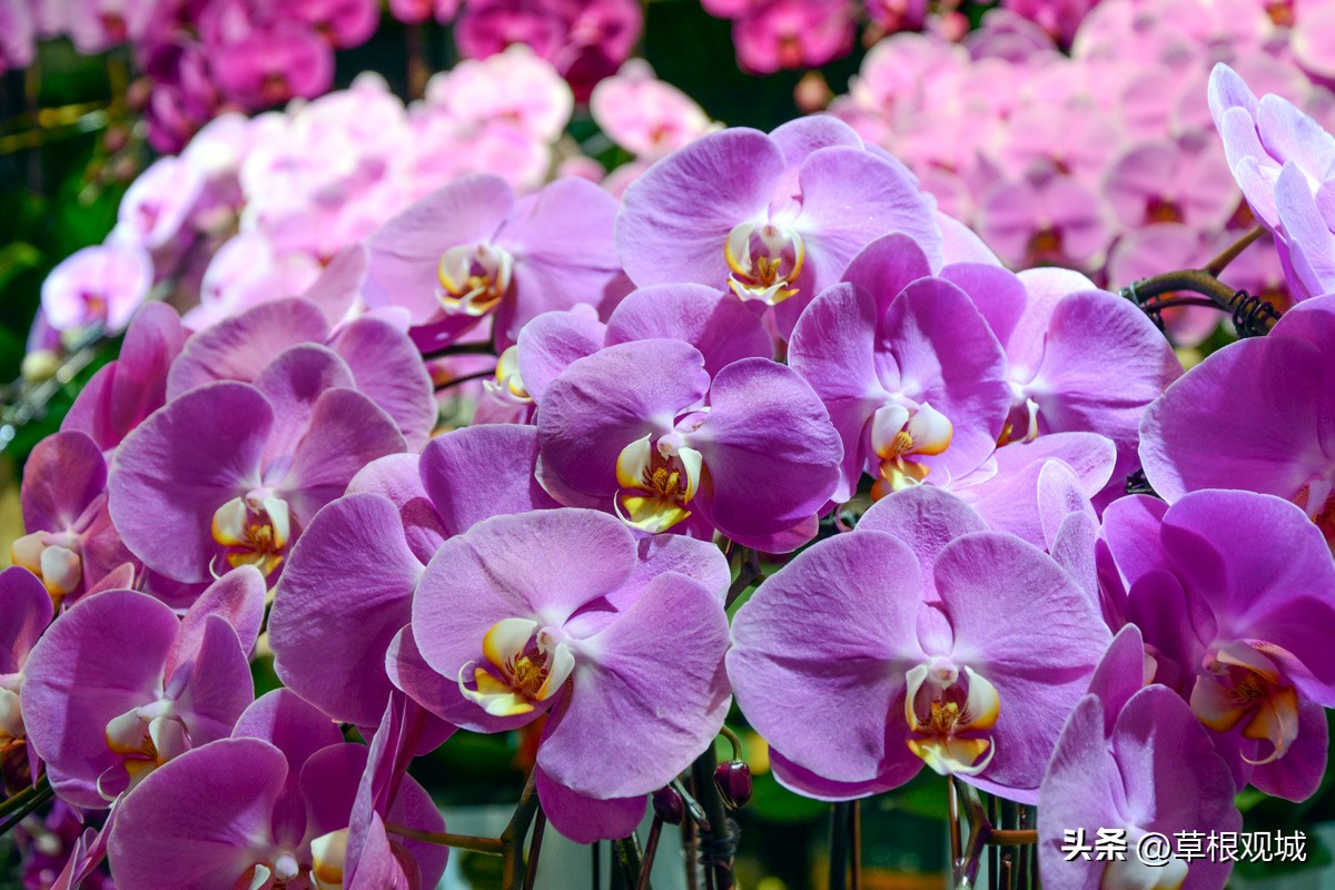 鎺㈣杩庢槬鑺卞競,澶ц繛瑗块儕鑺卞競鎼摢鍘讳簡