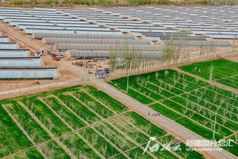 伽师县蓝莓熟了吗,喀什地区伽师县蓝莓