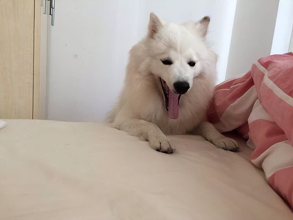 网友告诉你，让狗狗上床睡觉，会有这些后果