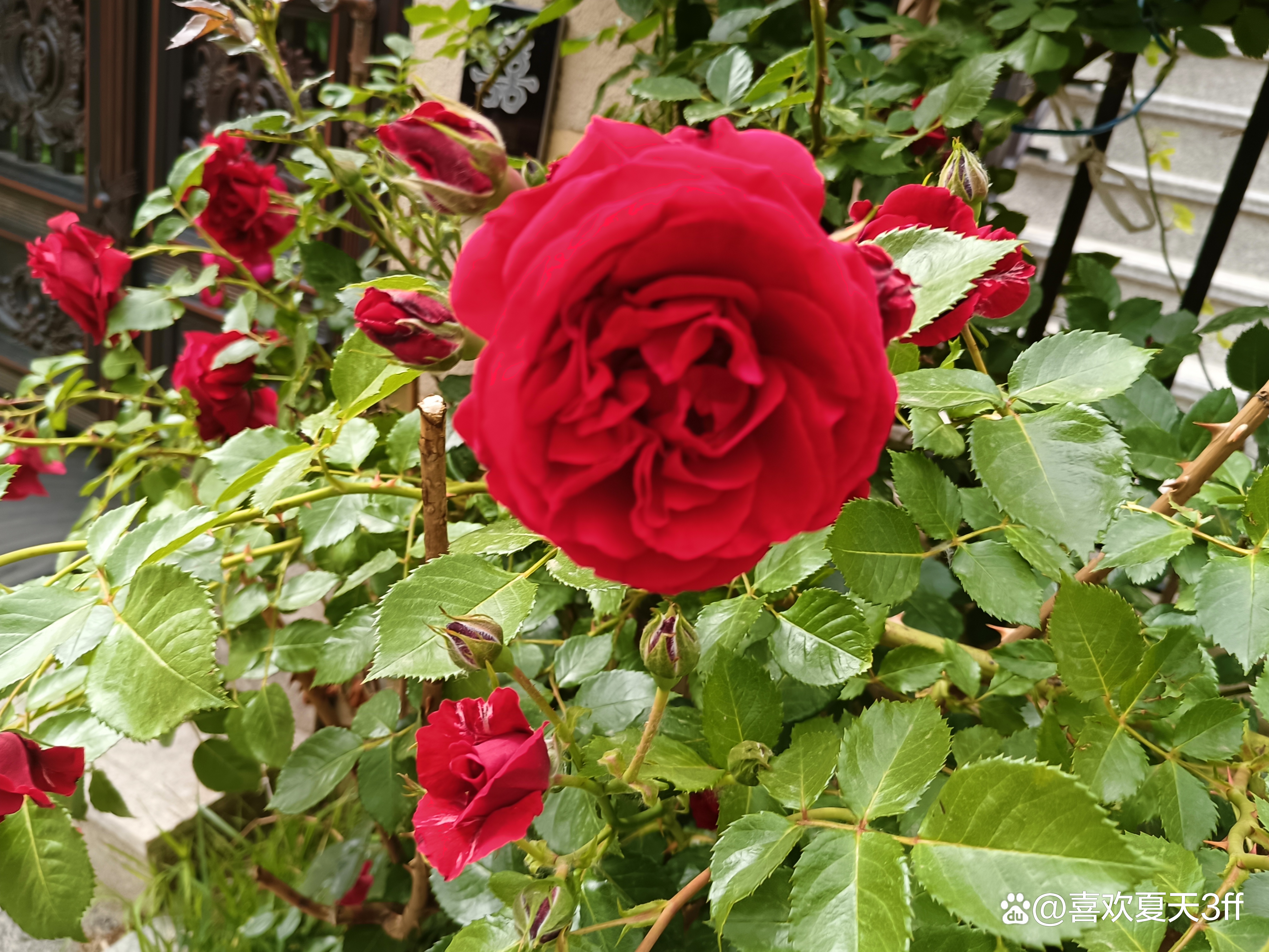 端午节快乐莲花盛开,端午节前后插花容易活吗