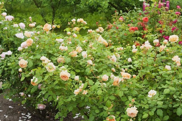 玫瑰花的各种颜色的花语和寓意,各种颜色的玫瑰花花语大全