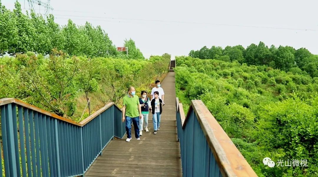 光山县司马光油茶园,河南光山司马光油茶园