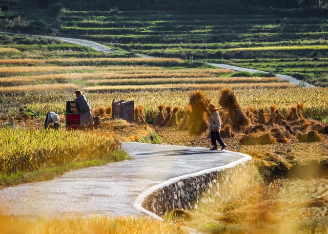 中央财政对种粮农民补贴政策,中央拨款100亿补贴种粮农民解析
