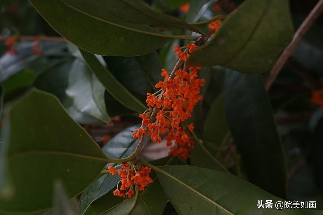 安徽大学好看的风景,高校最美秋景