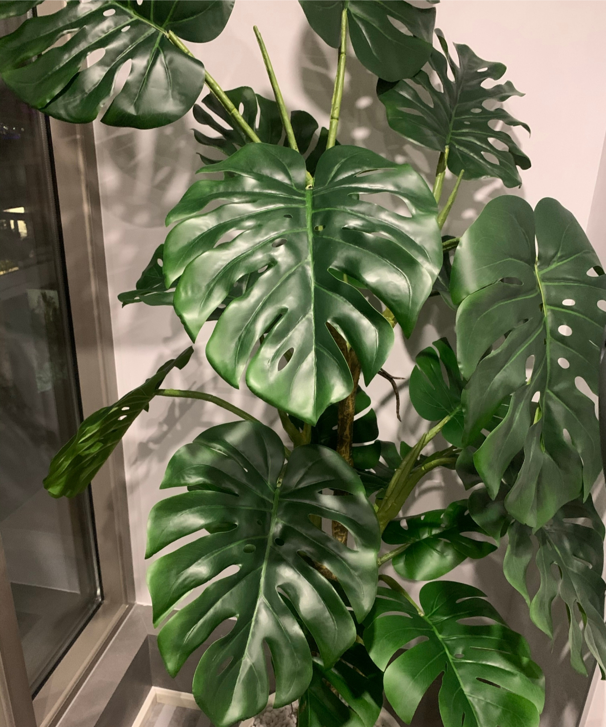 超级好养的大绿植排名前十,比较好养的大型绿植