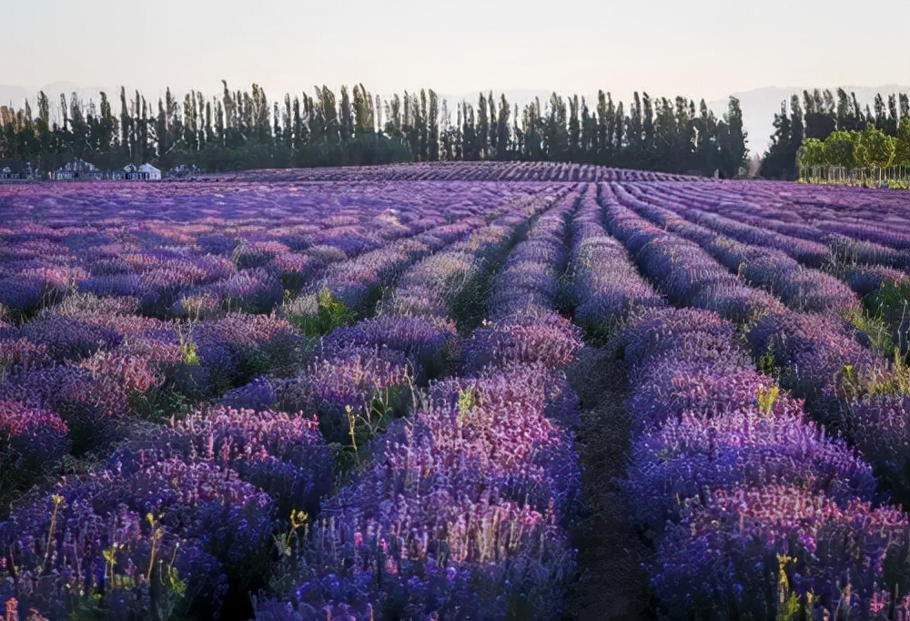 中国熏衣草之乡伊犁霍城县,大美新疆伊犁熏衣草