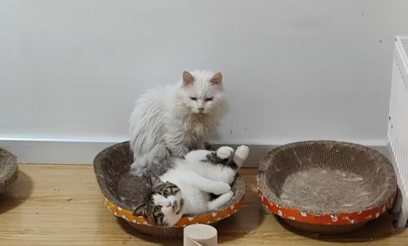 我的第二只猫咪图片,第二只猫来了第一只猫生气