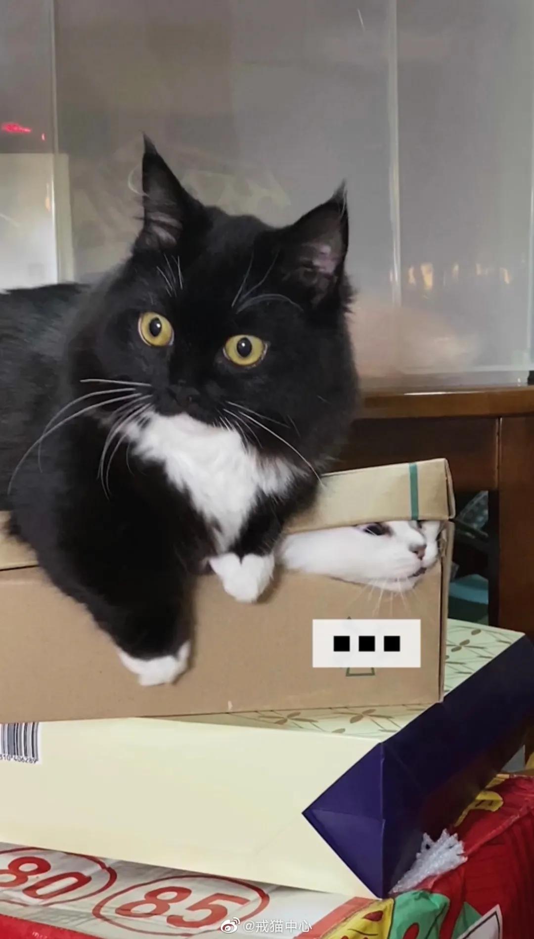 家庭监控下的一幕真实视频完整版,家庭监控下的真实一幕