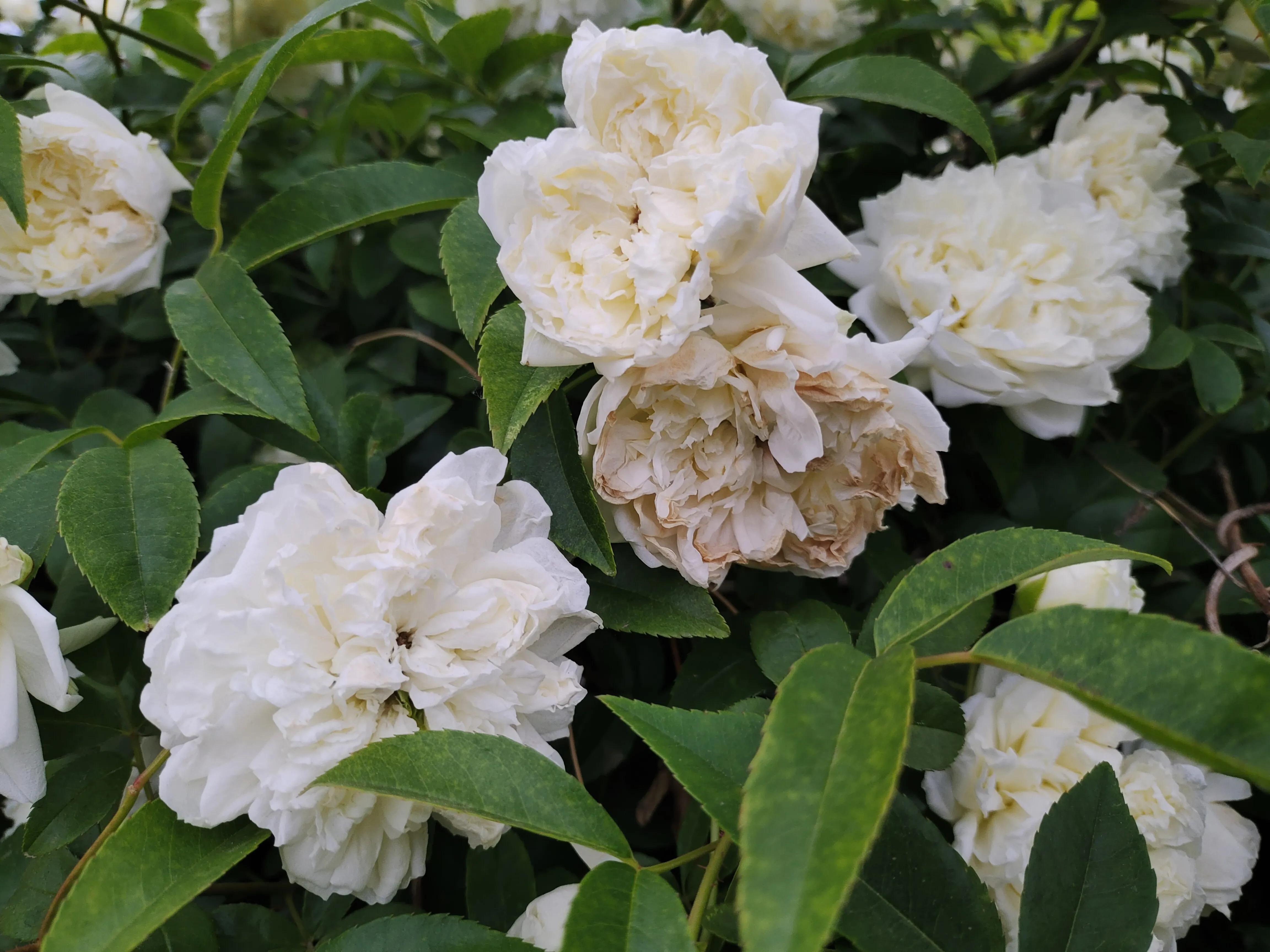 乡村校长最新视频,一位追逐梦想的乡村小学校长